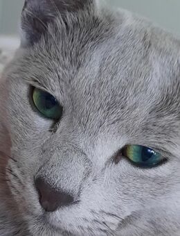 Russisch blau Deckkater - Hünstetten