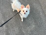 Chihuahua Rüde - Essen