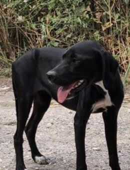 Mavis sucht einen treuen Begleiter - Berlin