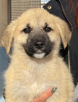 Lucrezia wartet im städtischen Canile - Bad Vilbel