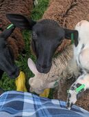 Bocklämmer von 2/25 abzugeben in 83125