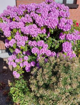 Rhododendron - Hamminkeln