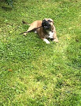 Paco staffy bully - Münster