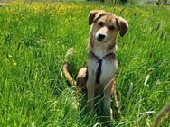 Sally, fröhlich, sehr sozial, - Seefeld (Bayern)