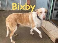 Bixby - ein smarter Typ 🙂 - Rinteln