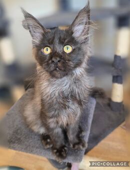 Maine Coon - Herzberg (Harz)