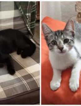 Yoko und John (OLC) - Geisenheim