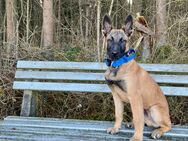 Belgischer Schäferhund, Malinois Rüde - Dietingen