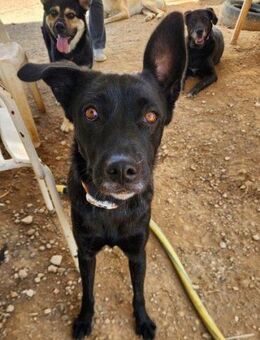 Odessa; ganz alleine unterwegs - Geilenkirchen