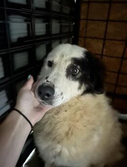 Bianca - hält tapfer durch - Dreikirchen