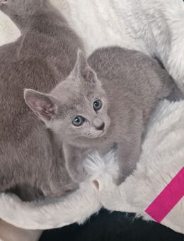 Reinrassige Russisch Blau Kitten abgabereit 09.01.2026 - Schöppingen
