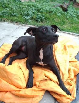 BLACKA sucht DRINGEND! ........ - Kempen