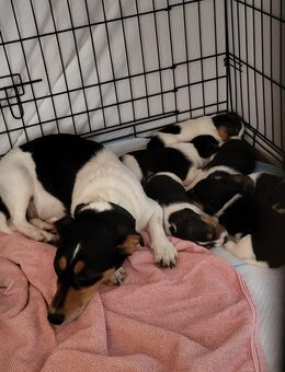 Reinrassige dreifarbige Jack Russel Welpen - aufgewachsen auf einem Bauernhof - Tannhausen