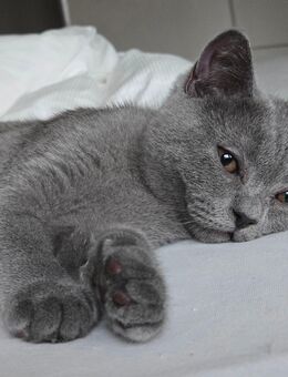 Britisch Kurzhaar Kitten Kater dunkelgrau - Starnberg