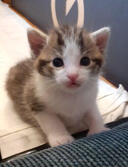 Süßes Wohnungskaterchen (Kitten) sucht ein liebevolles Zuhause - Großpostwitz (Oberlausitz)