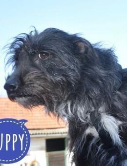 Puppy ein besonderer Seelenhund - Mannheim