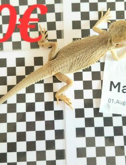 Verkaufe adulte Pogona Vitteceps - Bartagamen ready to Breed - Hamm Houten - Kreuzau