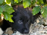 Aussiedoodle Mix