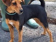 Lena ist anhänglich - Donaueschingen