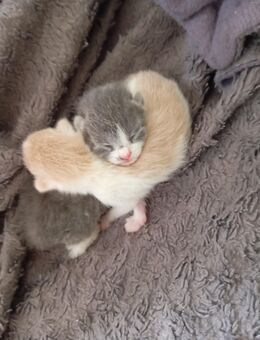 Katzenbaby - Marburg Zentrum