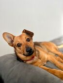 Terrier Corgi Mix Welpe in 33824