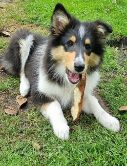 Reinrassige Amerikanische langhaar Tricolour Collie-Welpe - Wingst