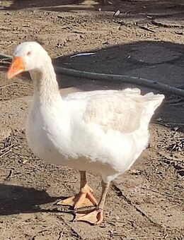 Enten und Gänse vom Bauernhof - Annaburg