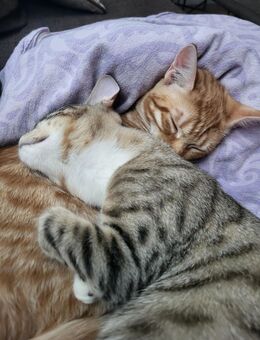 Junge katzen - Hollingstedt (Landkreis Schleswig-Flensburg)