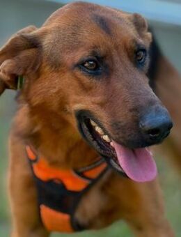 🐕 Schlauer Wirbelwind Lana 💛 - Eislingen (Fils)