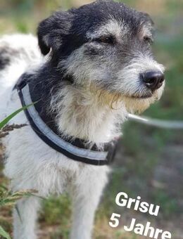 Grisu - lieb und verschmust - Willich