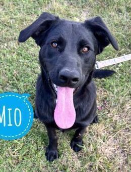 Mio ein Traumhund - Flörsheim-Dalsheim