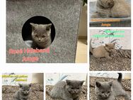 6 reinrassige BKH Kitten Katzen Mädchen und Jungs - Hamm