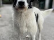 Billy - Freundlicher Rüde sucht Familie - Berlin