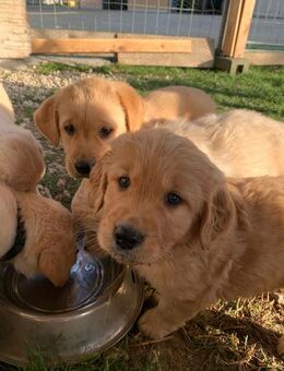 Golden Retriever Labrador Welpen - Lauterhofen