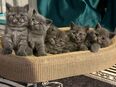 Britische Langhaar- und Kurzhaarbabykatzen zu verkaufen in 13125