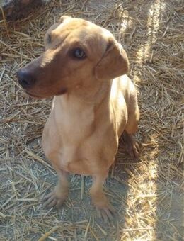 Lilli sucht ihre Familie - Olsberg