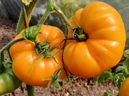 Kellogs Breakfast, Fleischtomate, Tomatensamen - Oldenburg