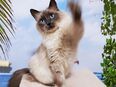 Afina, reinrassige Rgdoll blue-point Katze sucht ein neues, liebevolles Zuhause auf Lebenszeit. in 45329