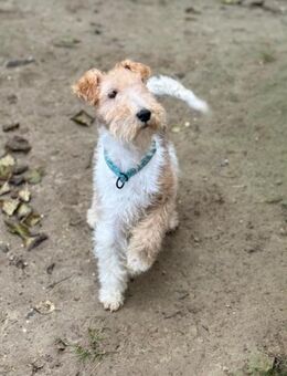 Ich heiße Goldie... mit Video - Frankfurt (Main)