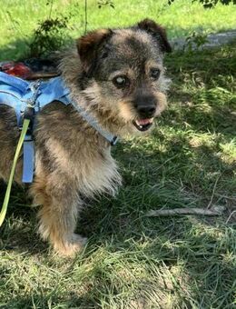 Willi braucht Hilfe, ein Auge blind - Blankenheim (Nordrhein-Westfalen)