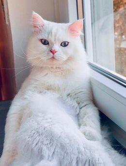 Perser Deckkater mit wunderschönen blauen Augen 💙 - Mülheim (Ruhr)