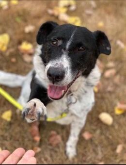 Tucker, Mischlingsrüde, 13 Jahre - Wegberg