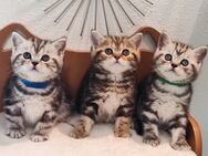 Bkh Kitten, Kätzchen mit Stammbaum - Büren