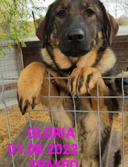 liebe,kastrierte Gloria hofft auf Adopti - Abensberg