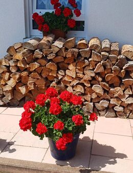 Gehobenes, freistehendes Einfamilienhaus mit Alpensicht und viel Potenzial! - Höchenschwand