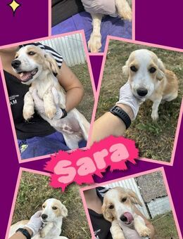 Süße Sara- bald auf PS! - Nürnberg