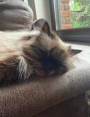 Perser Katzen abzugeben in 48683