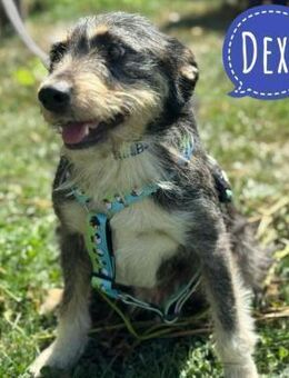 Dexy ein sanfter gutmütiger Kerl - Flörsheim-Dalsheim