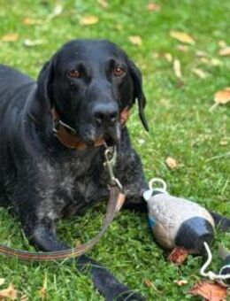 Ringo möchte gefordert werden - Neuss