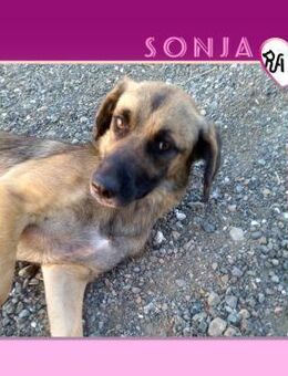 💜🌺 SONJA 🌺 - HABE ICH EINE CHANCE? - Alfeld (Leine)